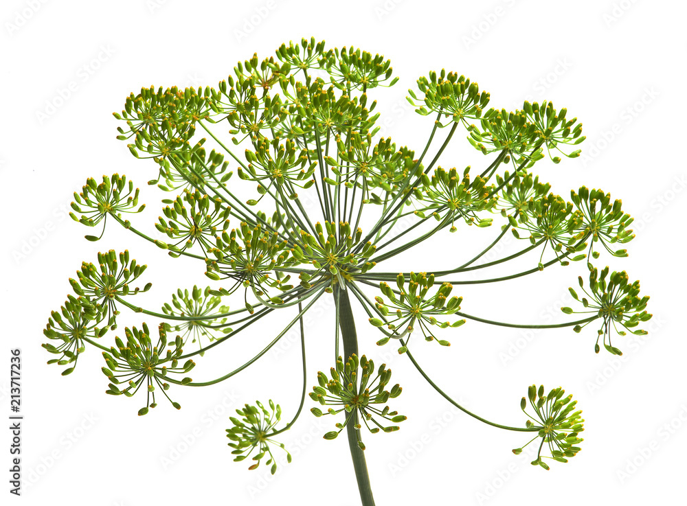 Umbel of dill weed on the white background Umbel of dill weed on the white background