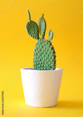 Bunny ears cactus in a white planter isolated on a bright yellow background