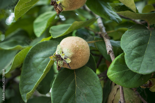 immature Quince tree