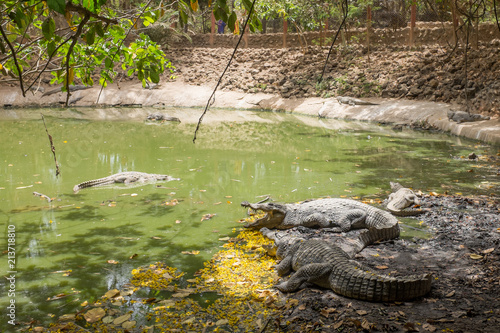 Crocodiles at Kachikally Crocodile Pool in Bakau photo