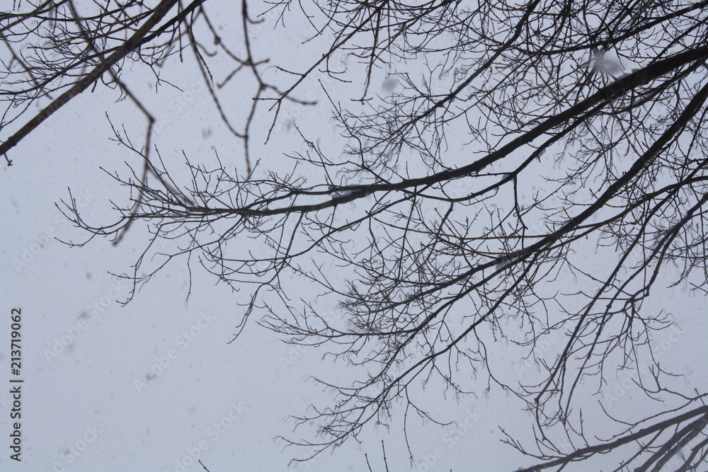 Obraz premium Winter 9