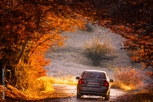 The car drives through a beautiful arch of autumn trees.. Republic of Crimea photo