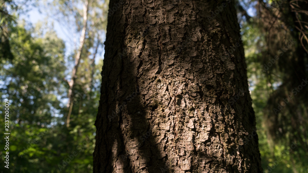 Trunk of a tree close-up in a forest