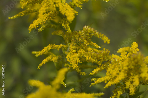 Желтые дикие полевые цветы.  Летний тёплый жёлто-зелёный фон.   © vektor67