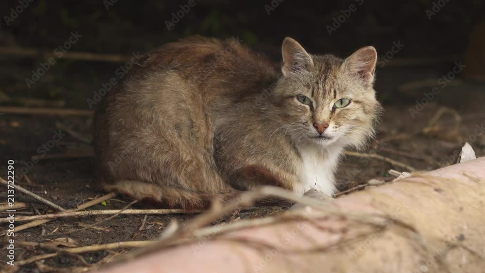 grey calm cat in a shelter
grey calm cat in a shelter