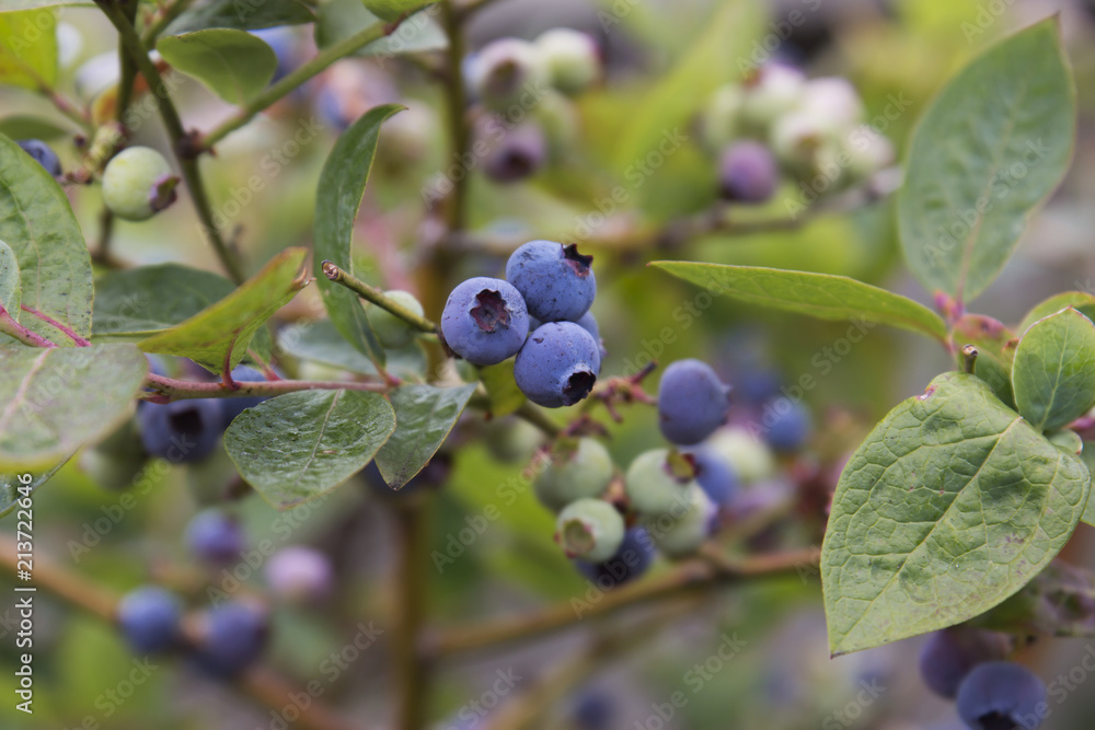 Blueberries Ripening on a Bush Blueberries Ripening on a Bush