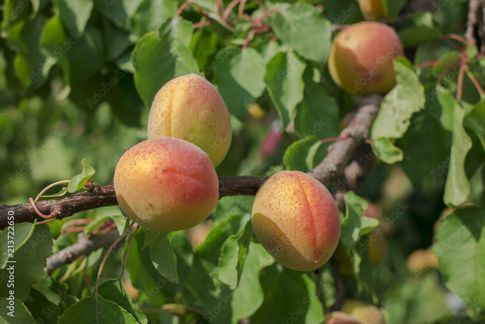 apricot fruit tree apricot fruit tree