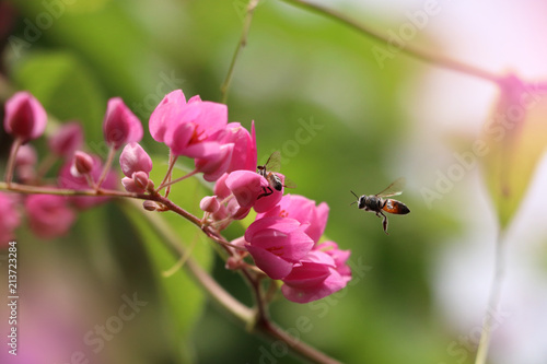 Mexican Creeper vine tree pink flowers with bee in nature background decorate by light effects pink color © louisnina