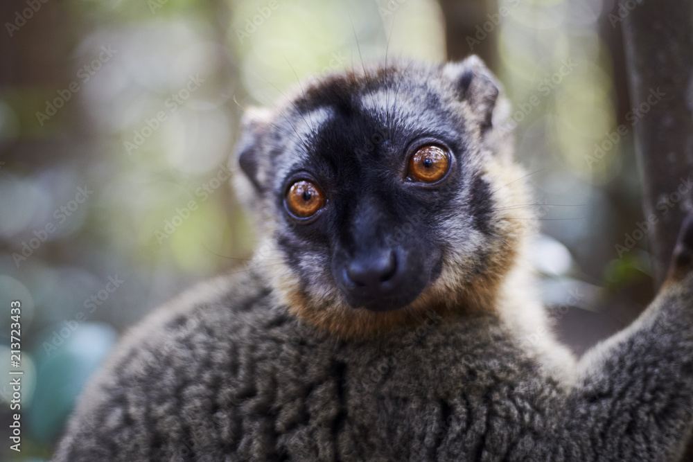Obraz premium Lemur Portrait