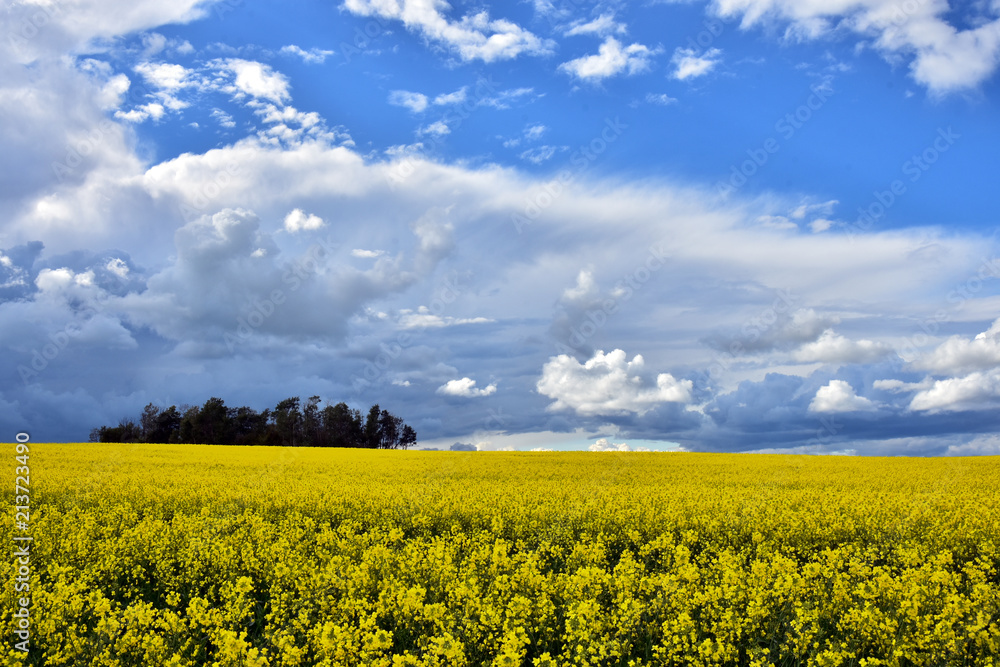 Yellow Canola Field and Storm Clouds