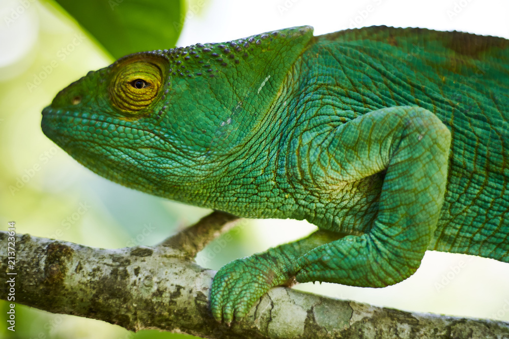 Fototapeta premium Chameleon