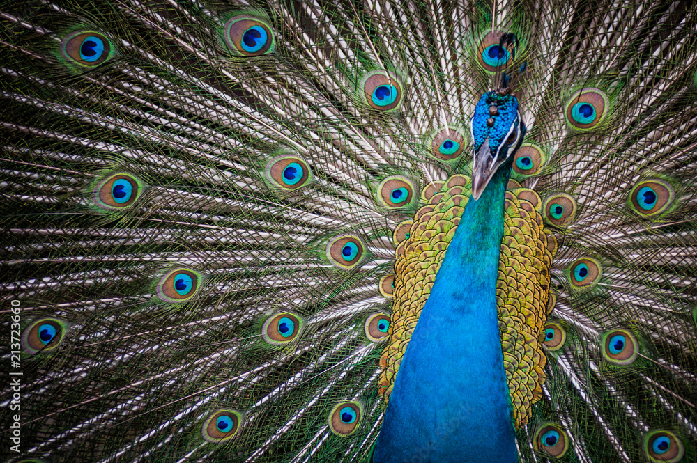 Obraz premium Birds in Kuala Lumpur