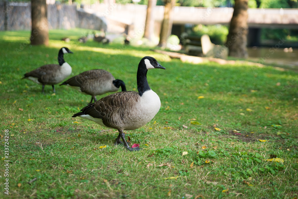 Ducks Walking in Duck Pond in natural park playground community park with lake and pond nearby Ducks Walking in Duck Pond in natural park playground community park with lake and pond nearby