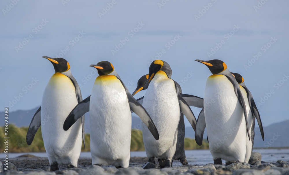 Fototapeta premium King Penguins, Salisbury Plain, South Georgia Island, Antarctic