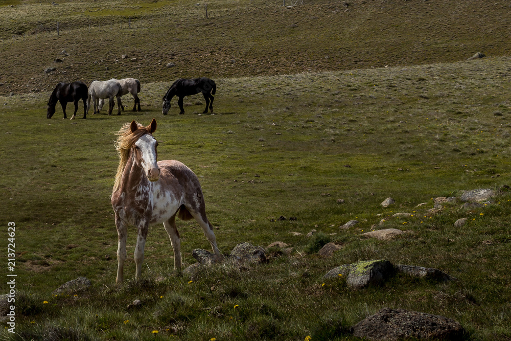 Fototapeta premium Wild horses in Patagonia