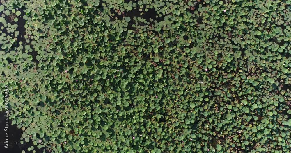 Aerial - A lake or swamp with water lilies and lotuses. Aerial - A lake or swamp with water lilies and lotuses.