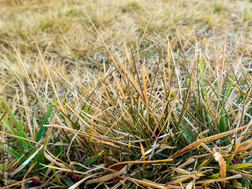 Dry lawn with some green leaves in the garden closely focused Dry lawn with some green leaves in the garden closely focused