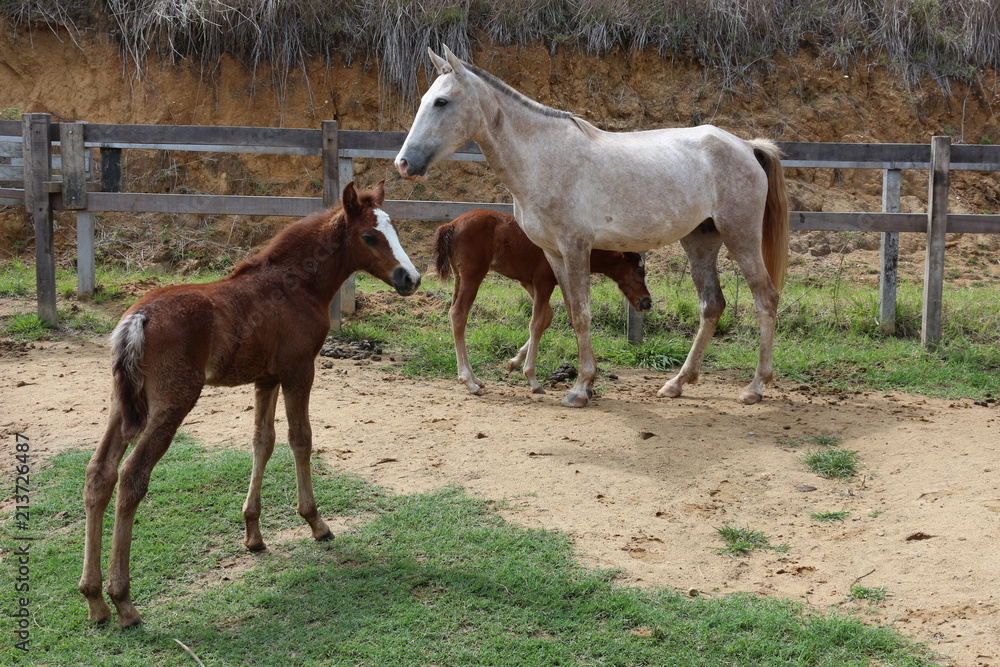 Obraz premium Cavalos