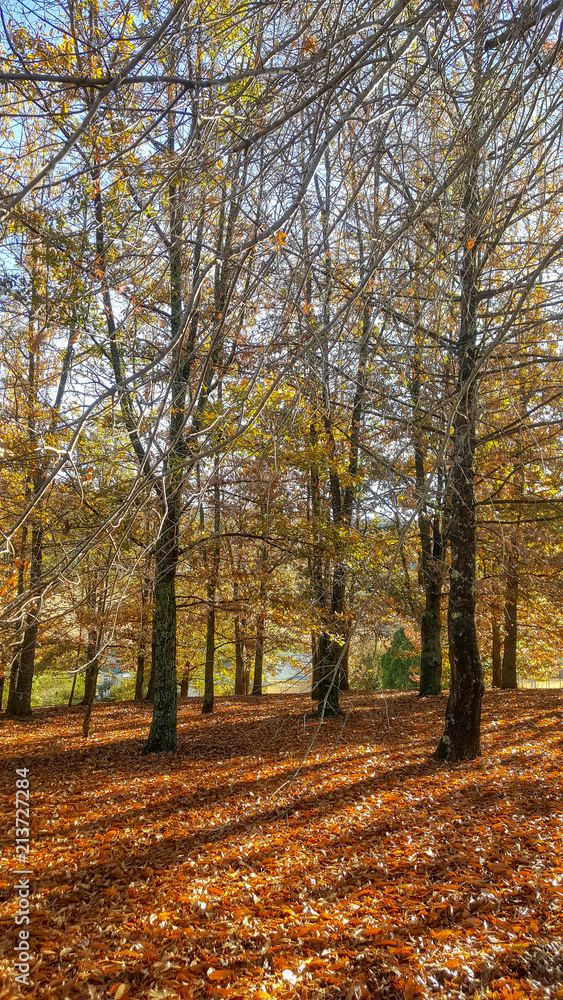 Autumn leaves on branches of trees against sky, KwaZulu Natal, south Africa.