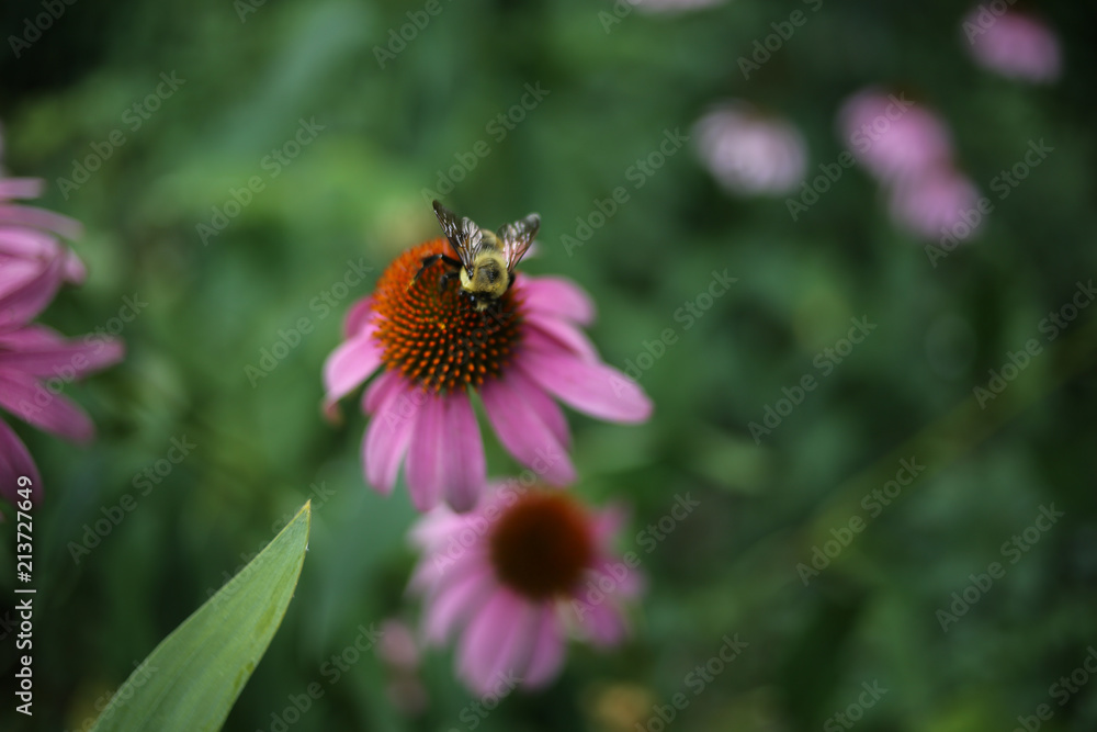 Bumble Bee Pollinating a Pink Echinacea Angustifolia Coneflower Flowers Blooming, Shallow Depth of Field Background Bumble Bee Pollinating a Pink Echinacea Angustifolia Coneflower Flowers Blooming, Shallow Depth of Field Background