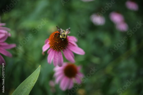 Bumble Bee Pollinating a Pink Echinacea Angustifolia Coneflower Flowers Blooming, Shallow Depth of Field Background