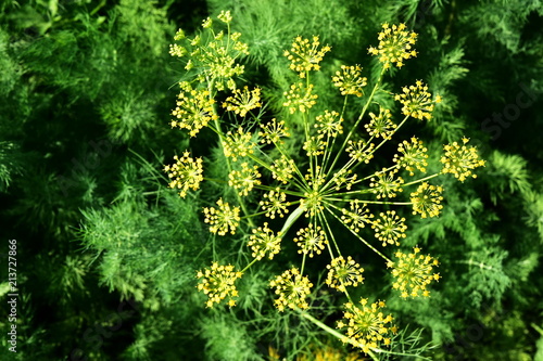 Flower of green dill (fennel). Green beautiful background with flowers of dill.