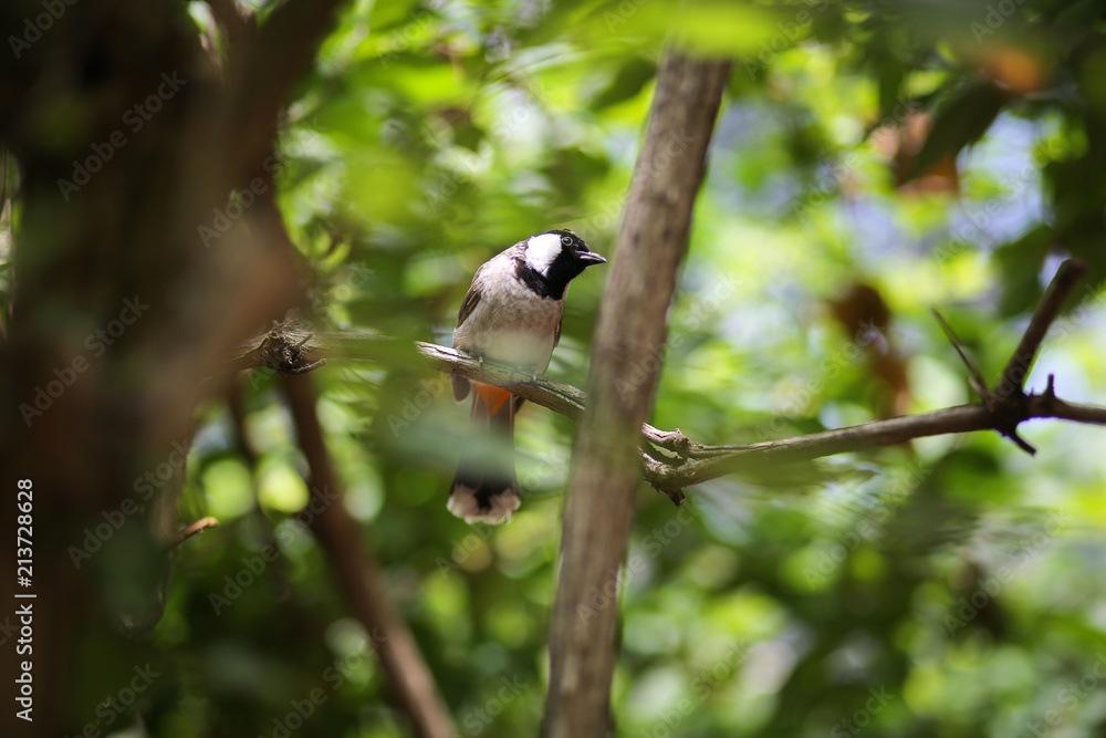 Black and White Bird - white-cheeked bubo chickadee Black and White Bird - white-cheeked bubo chickadee