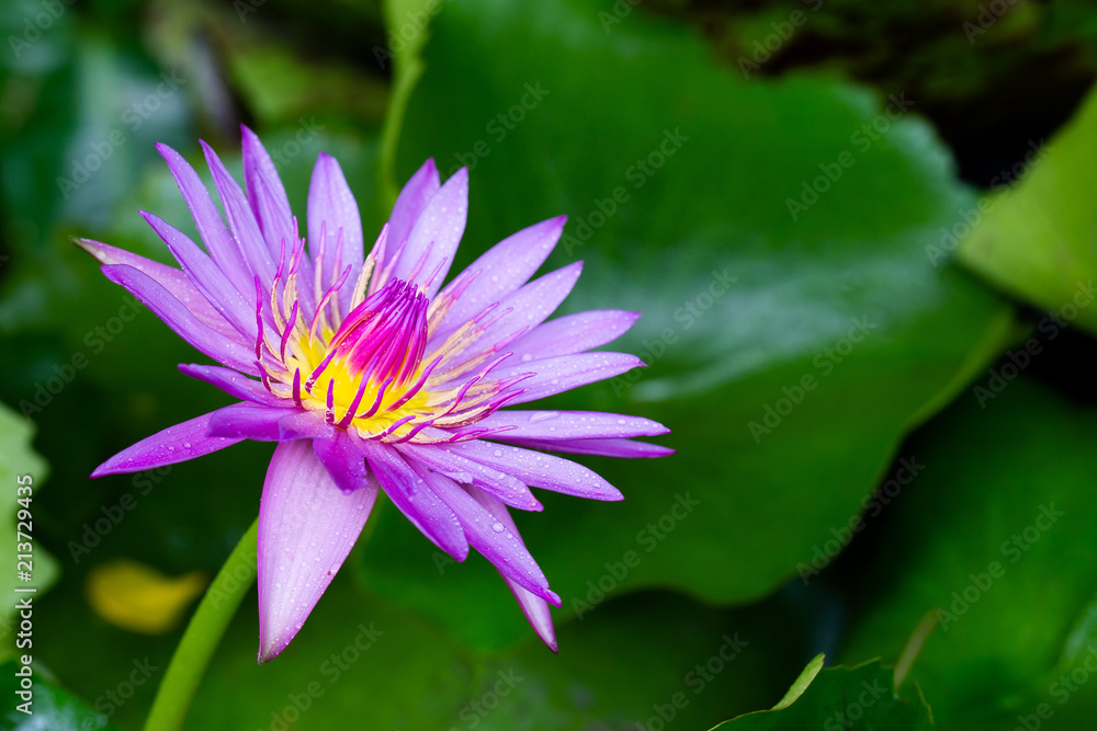 Violet water lily flower blooming with green leaf in the pond in dim light Violet water lily flower blooming with green leaf in the pond in dim light