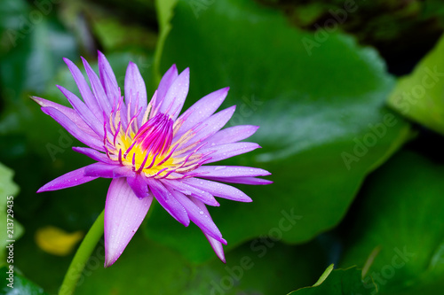 Violet water lily flower blooming with green leaf in the pond in dim light