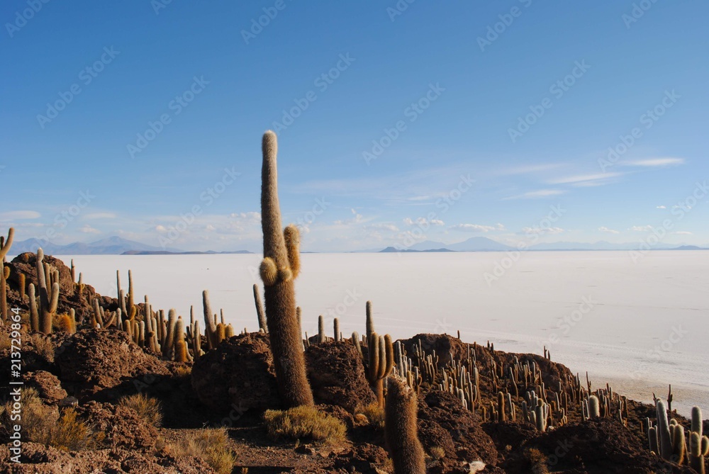 Cactus salt flat bolivia