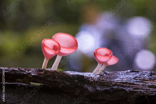 Champagne mushroom in rain forest, Thailand.