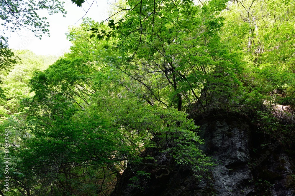 Obraz premium 夏山の林の中の渓流