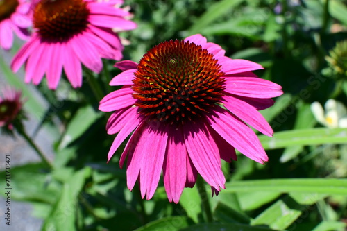 coneflower in the garden