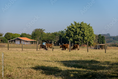 cavalos na fazenda