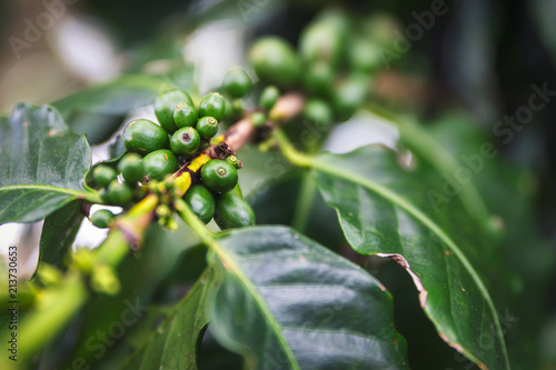 Green coffee fruit on coffee plantation on Oahu island, Hawaii