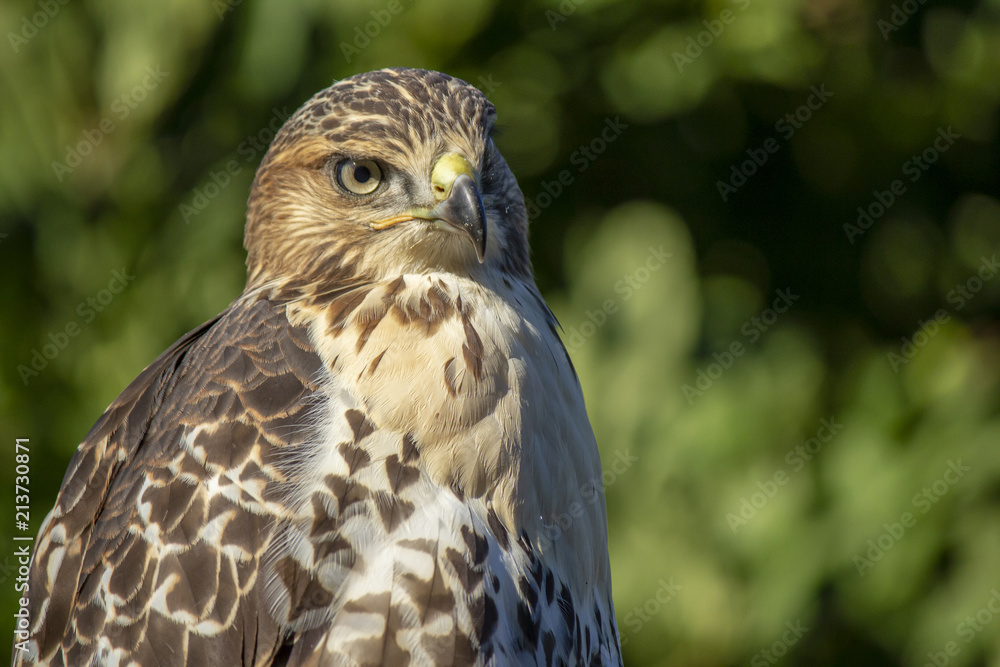 Hawk Hawk