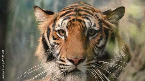 bengal tiger face close up