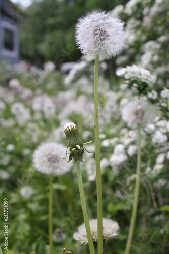 Field of Dandi Seeds 2