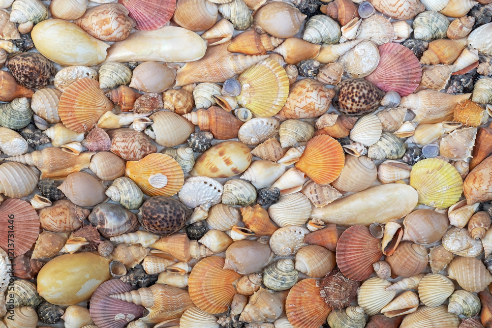 Various Sea Shells on a Concrete Wall Decoration Outdoor Park