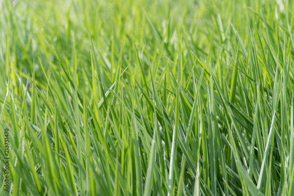 Blades of tall lush healthy green grass growing in a field. Grass only. Natural abstract nature patterns. Background image with space for text. Blades of tall lush healthy green grass growing in a field. Grass only. Natural abstract nature patterns. Background image with space for text.