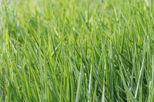 Blades of tall lush healthy green grass growing in a field. Grass only. Natural abstract nature patterns. Background image with space for text.