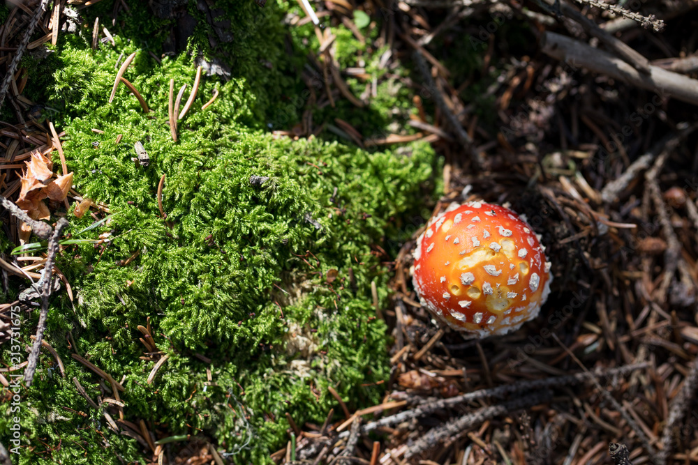 Close up of Amanita muscaria (fly agaric or fly amanita) Close up of Amanita muscaria (fly agaric or fly amanita)