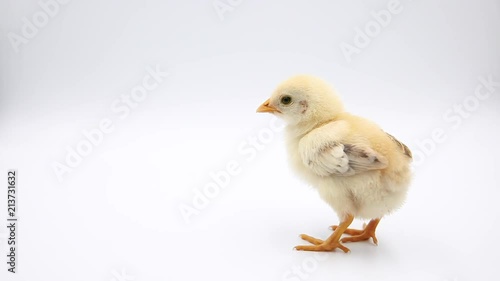 Cute baby chick standing alone. Isolated on white background