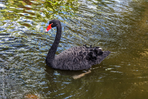 Fototapeta Naklejka Na Ścianę i Meble -  Black swan swimming in a pond in the park