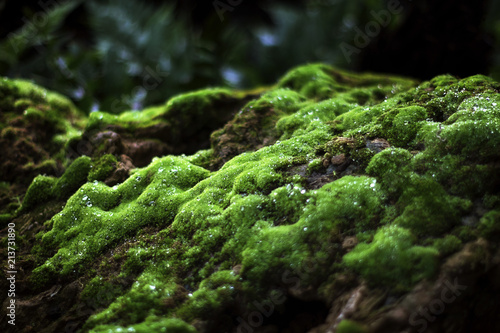 Fototapeta Naklejka Na Ścianę i Meble -  Beautiful green mosses on the rock stones in tropical and rain forest with dark green forest leaves background 