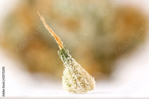 Scooby Snacks Cannabis Calyx Super Macro 02