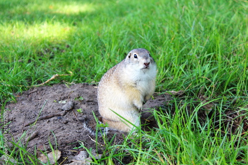 Very fat gopher sitting and eating on the lawn. Animal closeup