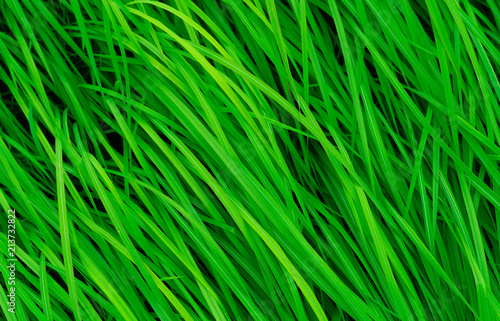 Green grass with long leaves. Natural green stalks grass texture background. Organic and healthy background. Background for organic cosmetic product.