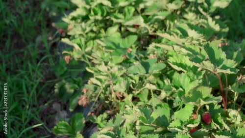 Wallpaper Mural Strawberry field in a hungarian village called Csököly in Somogy. It is a famous about good quality strawberry. Ridge planting strawberry with plasticulture method. Torontodigital.ca