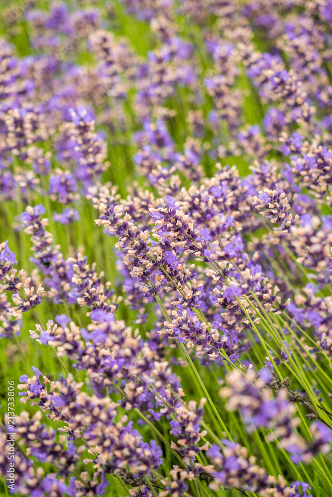 purple lavender flower field in vertical frame purple lavender flower field in vertical frame